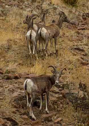 Bighorn Sheep (ewes) at the Nantac Rim, about four miles south of Point of Pines Lake.