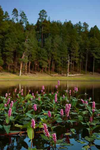 Wildflowers at Potato Lake on the Mogollon Rim, Arizona