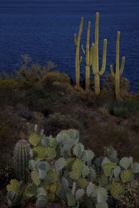 Late-afternoon sagauros at Roosevelt Lake, southern Arizona.