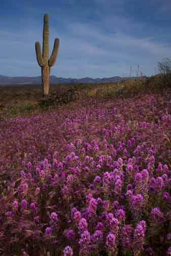 Desert wildflowers, including Owl's Clover, at Roosevelt Lake, Arizona
