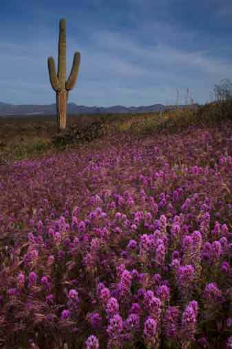 Wildflowers, mainly Owl'd Clover, in the desert near Lake Roosevelt in southern Arizona