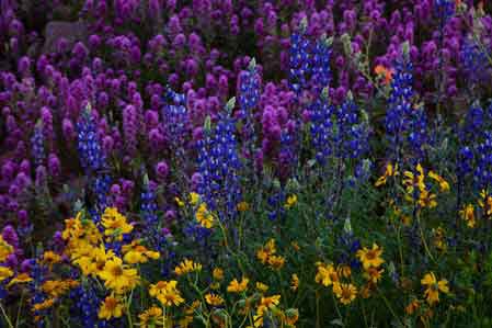 Wildflowers in the desert near Lake Roosevelt in southern Arizona