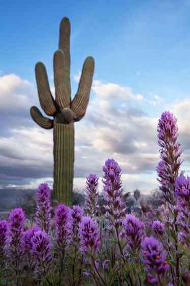 Desert wildflowers (Owl's Clover) on the Tonto National Forest, Arizona