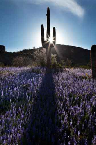 Desert wildflowers (Lupines) near Roosevelt Lake, Arizona