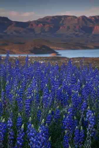 Wildflowers (Lupines) near Lake Roosevelt, Arizona