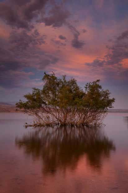 Desert tree in Lake Roosevelt, Arizona at sunset (actually twilight)