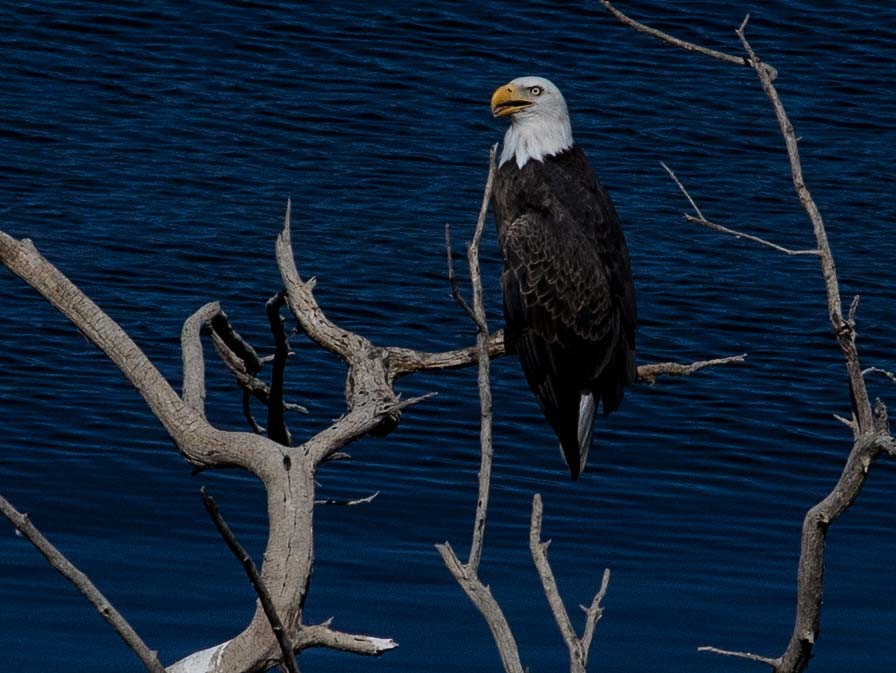 Desert Mesquite tree in Roosevelt Lake, southern Arizona (late afternoon version)