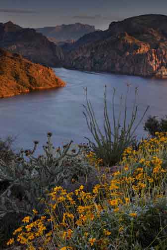 Wildflowers (Brittlebrush), ocotillo and cactus above Saguaro Lake in the Arizona desert