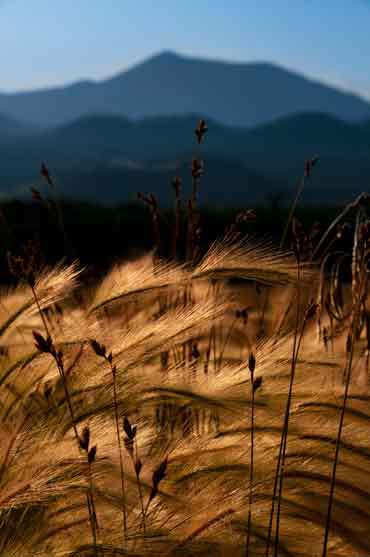 Foxtails in the San Francisco Peaks of northern Arizona