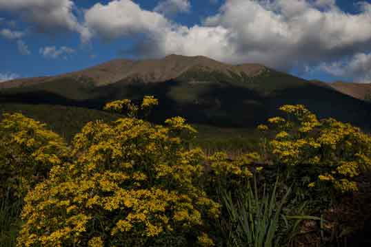 Late afternoon on the lower-west slope (greater Hart Prairie area) of the the San Francisco Peaks, norther Arizona.