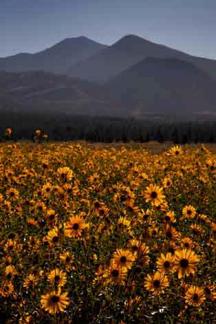 Wild sunflowers in Bonito Park on the Coconino National Forest, northern Arizona