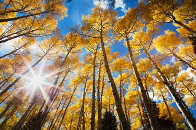 Aspen trees with fall colors at Lockett Meadow in the San Francisco Peaks of northern Arizona