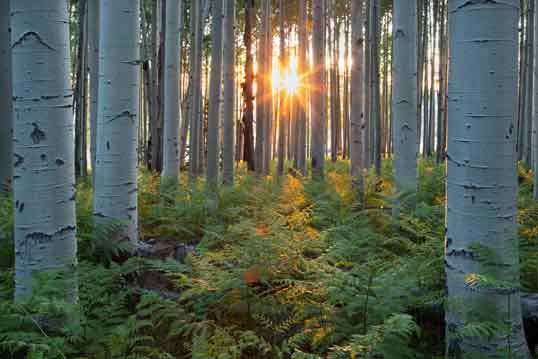 Summer aspens at sunset in the San Francisco Peaks, Arizona.