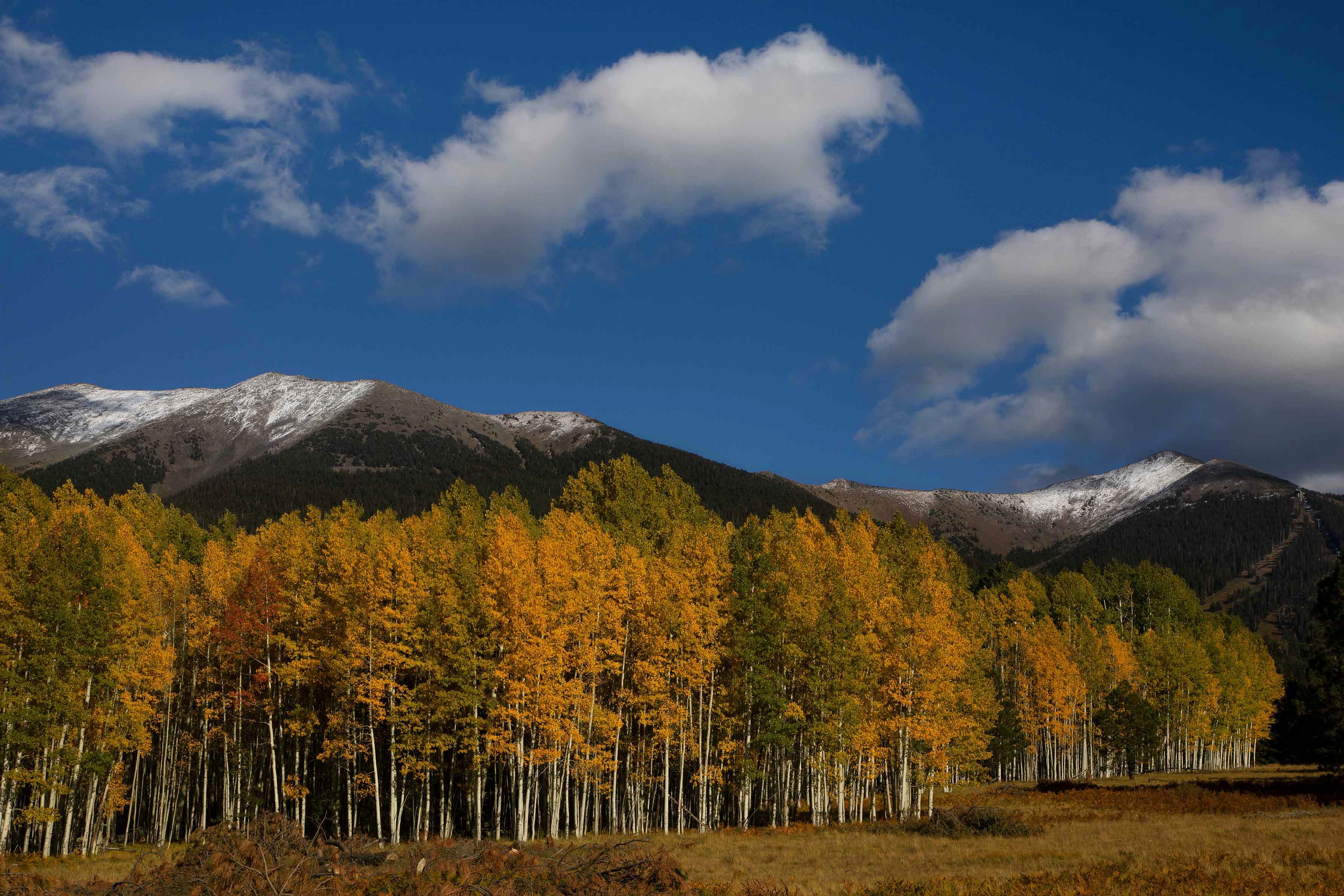 Green aspen trees beginning to turn yellow in autumn in the San Francisco Peaks of northern Arizona