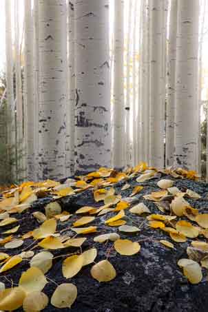 Autumn aspens at the top of the Bear Jaw Trail in the San Francisco Peaks, Arizona.