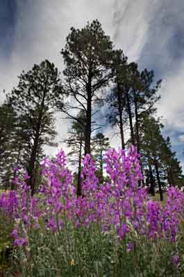 Wildflowers in the San Francisco Peaks, Arizona.