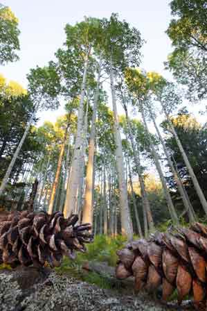 Pine cones beneath aspen and pine trees in the San Francisco Peaks, Arizona.