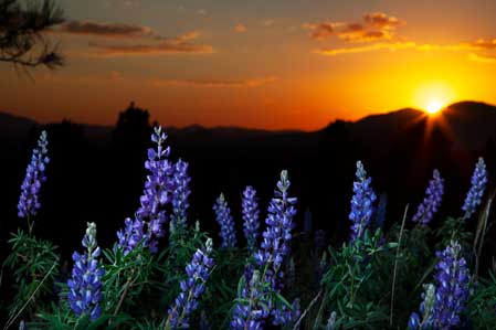 Wildflowers in the San Francisco Peaks of northern Arizona