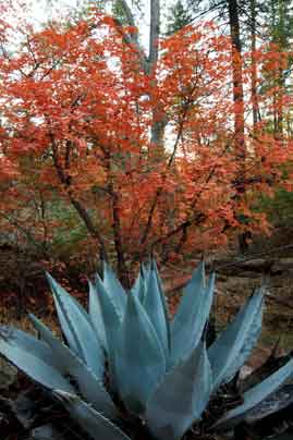 Agave near a maple tree in autumn at See Canyon, Arizona.