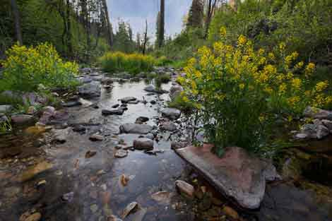 Yellow rocket (Winter cress) growing along Workman Creek in the Sierra Ancha, Arizona