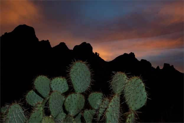 Prickly pear cactus beneath the Ragged Top formation in the Silverbell Mts. at Ironwood Forest National Monument, Arizona.