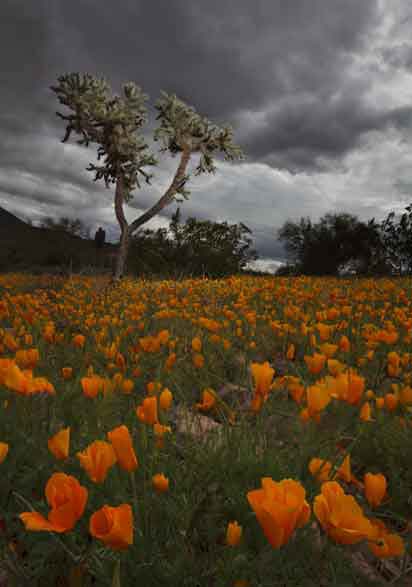 Cholla and Mexican Goldpoppies at Ironwood Forest National Monument, Arizona.