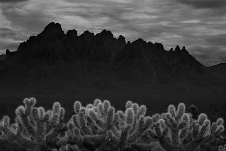 Cholla in the Samaniego Hills at Ironwood Forest National Monument. In the background is Ragged Top in the nearby Silverbell Mts.