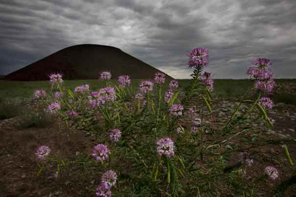 Rocky Mt. Bee Plants beneath SP Crater, a cinder cone (dormant volcano) in northern Arizona