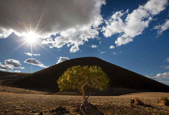 A juniper tree near SP Crater, a cinder cone (dormant volcano) north of Flagstaff, Arizona