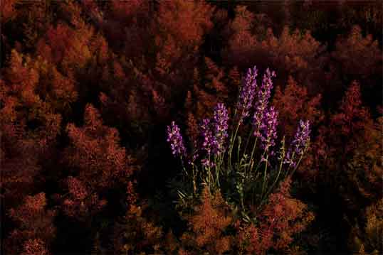 Blooming Fireweed at Strawberry Crater, Arizona (although they may look like lupins, the flowers are actually part of the Fireweed).