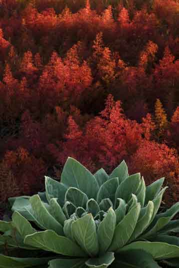 Fireweed and a mullein at Strawberry Crater, Arizona.