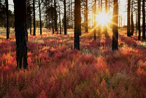 Fireweed beneath burnt ponderosa pines near Strawberry Crater, northern Arizona.