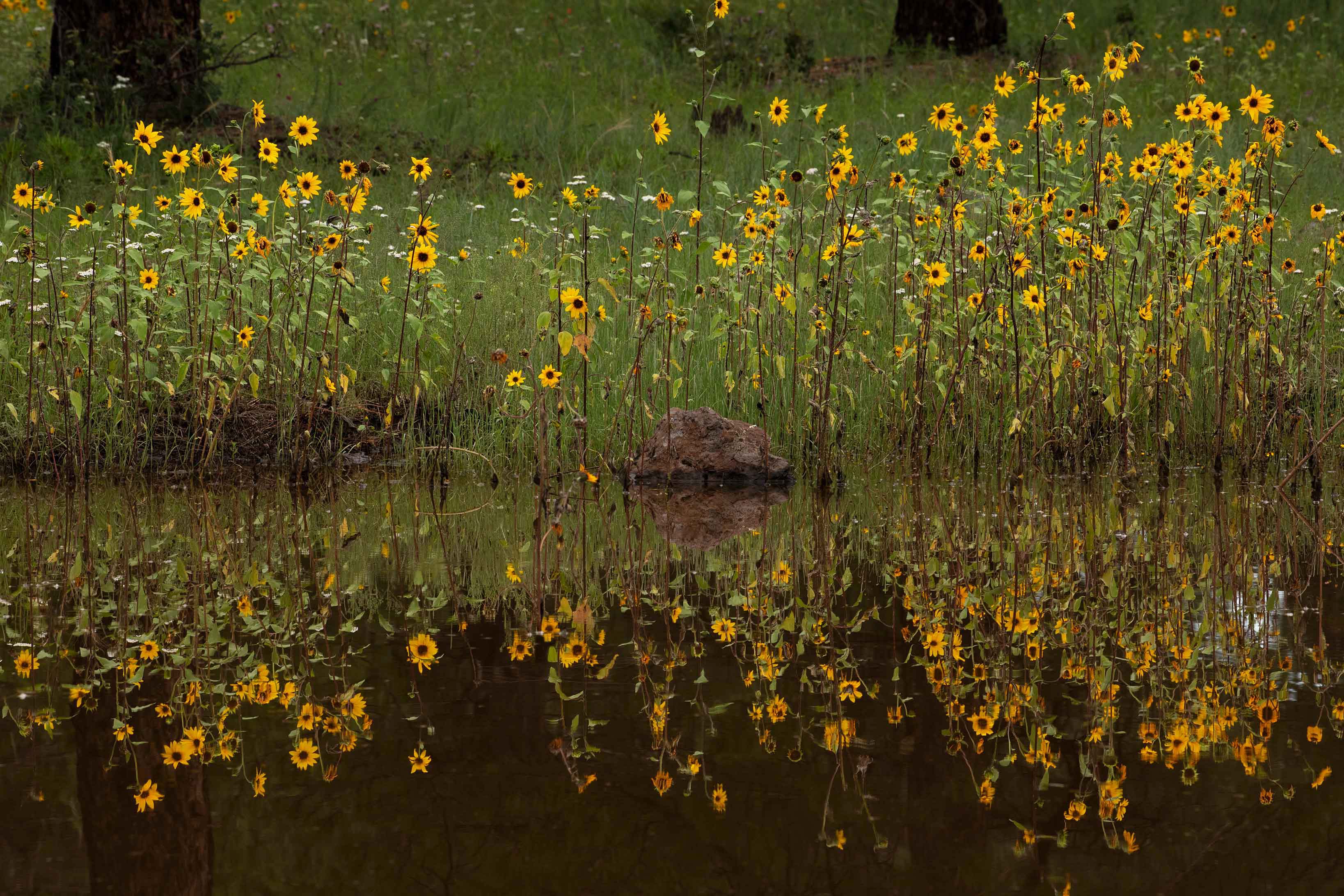 Rocky Mt. Bee Plants at S.P. Crater, a cinder cone in northern Arizona