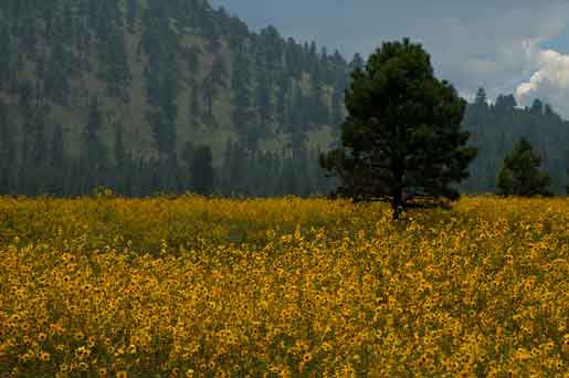 Wild sunflowers in Bonito Park on the Coconino National Forest, northern Arizona.