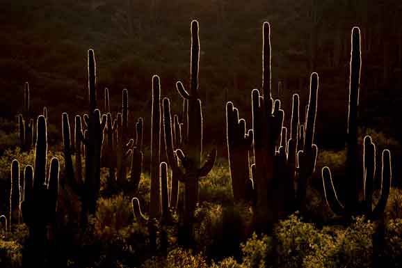 Heavily backlit saguaros at sunset in Hewitt Canyon in the Superstition Mts., Arizona.