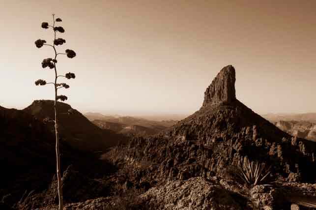 Weaver's Needle and a century plant in the Supersition Mts. in the Arizona desert