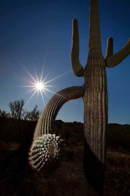 Saguaro cactus in the Superstition Mts., Arizona