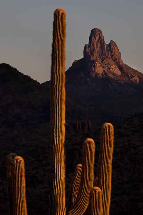 Saguaro beneath Weaver's Needle in the Superstition Mts., Arizona