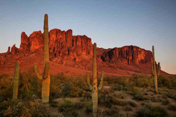 Saguaros in the Superstition Mts. of southern Arizona