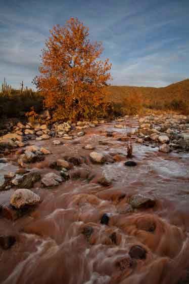 Mesquite Wash, just upstream from its confluence with Sycamore Creek.