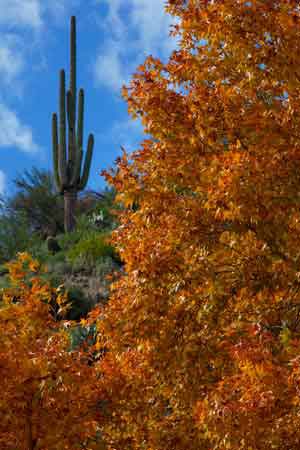 Autumn at Sycamore Creek in the Mazatzal Mts. of Arizona