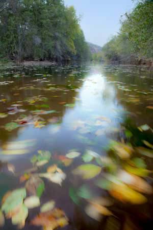 Autumn leaves drifting in Sycamore Creek, Arizona