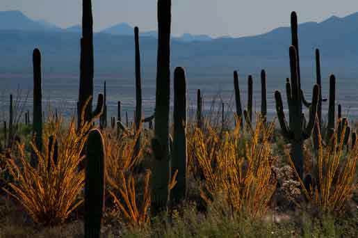 From the Tucson Mts. (Saguaro National Park West) looking toward Avra Valley, and beyond that, the Roskruge Mts.
