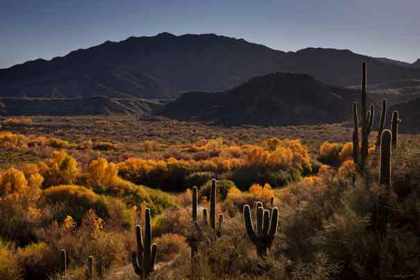 Saguaro cactus and trees with autumn colors along the Verde River in the Arizona desert