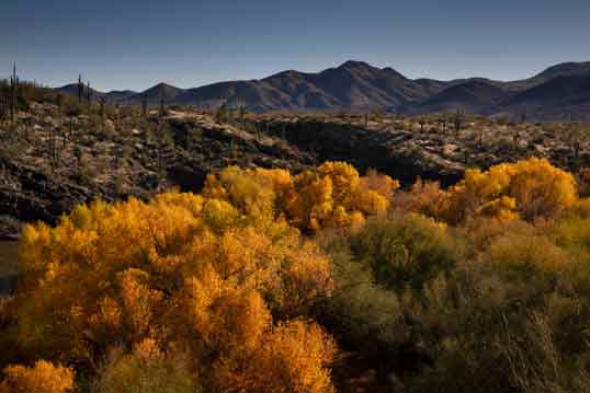 Trees with autumn colors on the Verde River beneath Horshoe Dam in the Arizona desert