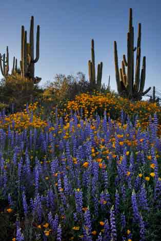 Lupins and Mexican Goldpoppies beneath saguaros along the Verde River between Horseshoe and Bartlett Lakes, Arizona.