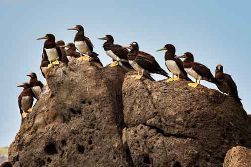 Birds (Boobies) at St. Thomas in the Virgin Islands