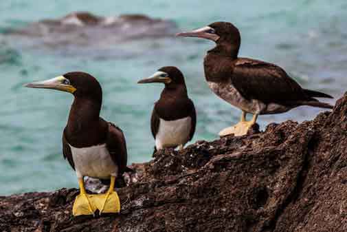 Birds (Boobies) in St. Thomas in the Virgin Islands