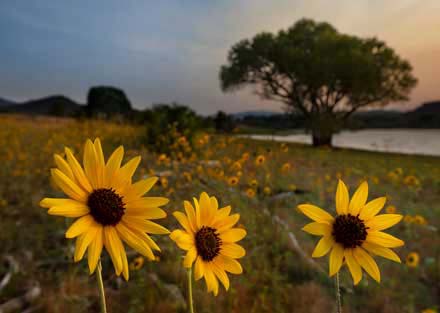 Wild sunflowers at Watson Lake on the edge of Prescott, Arizona