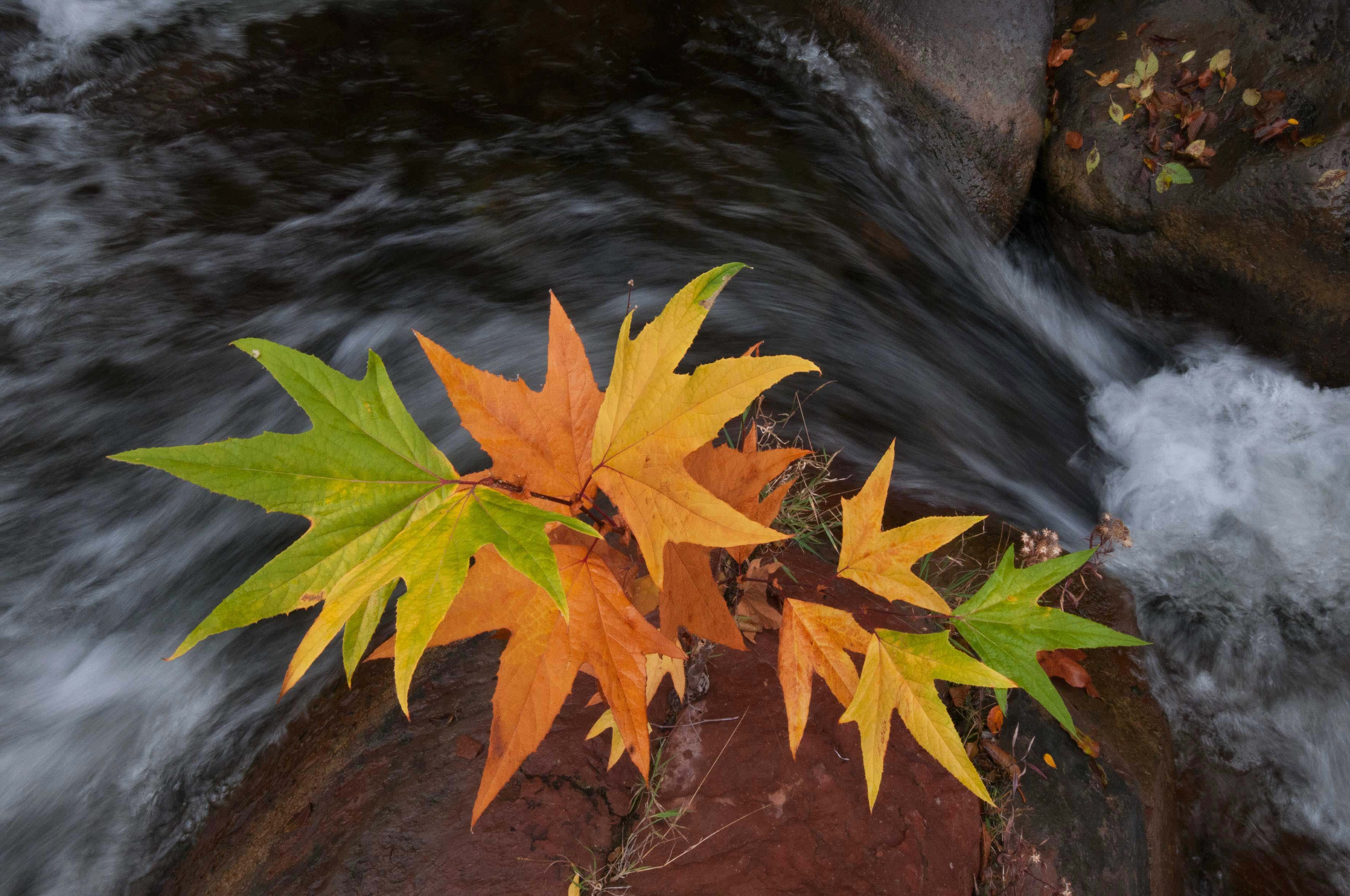 Autumn foliage at West Clear Creek, Arizona